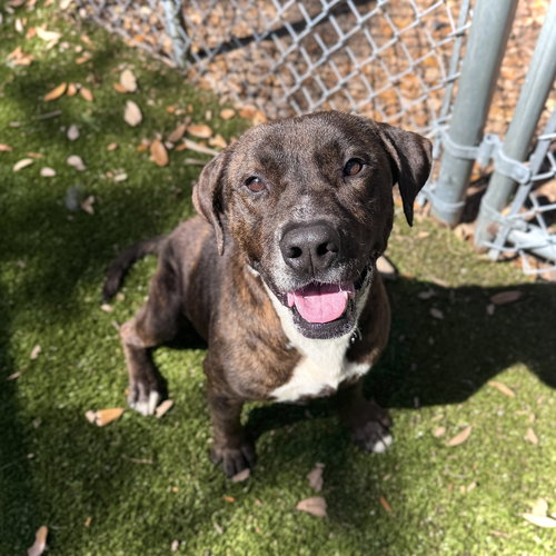 picture of the dog needing adoption