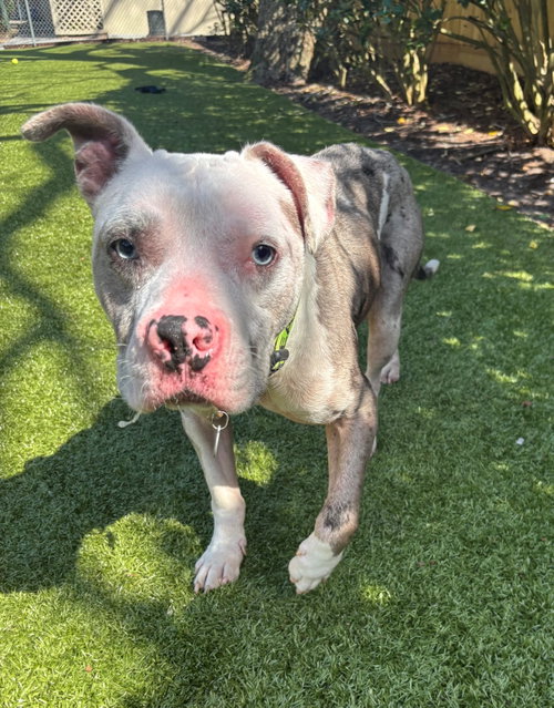 picture of the dog needing adoption