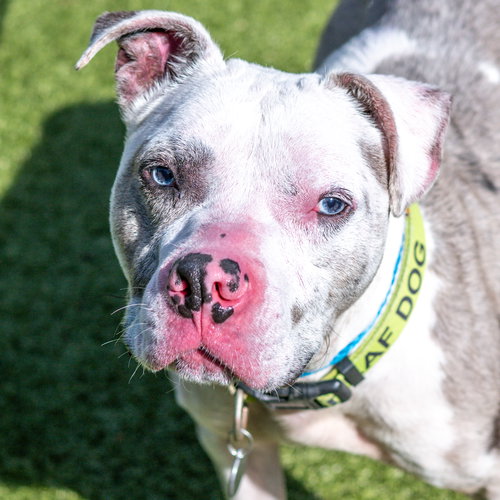picture of the dog needing adoption