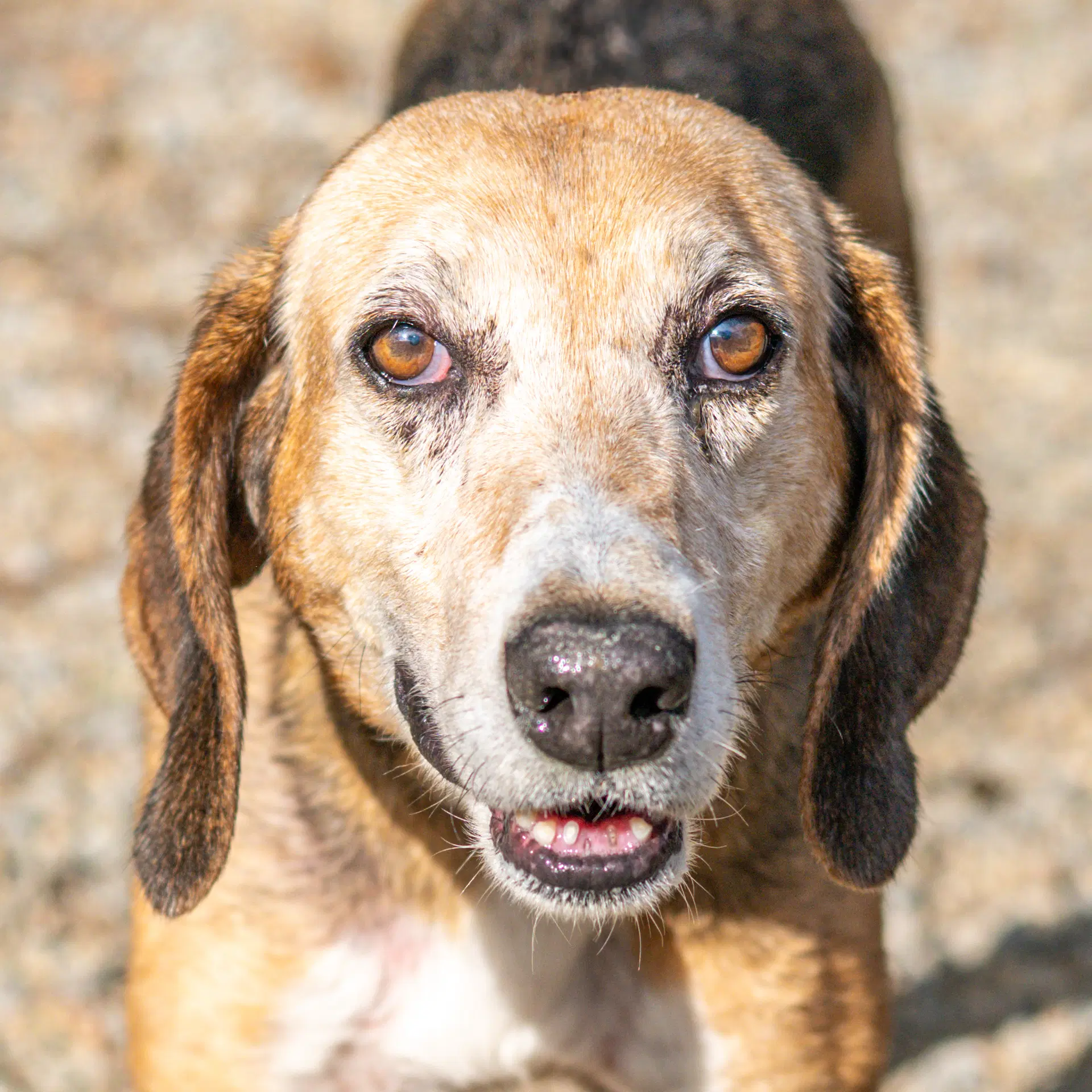 Beatrice - Hound