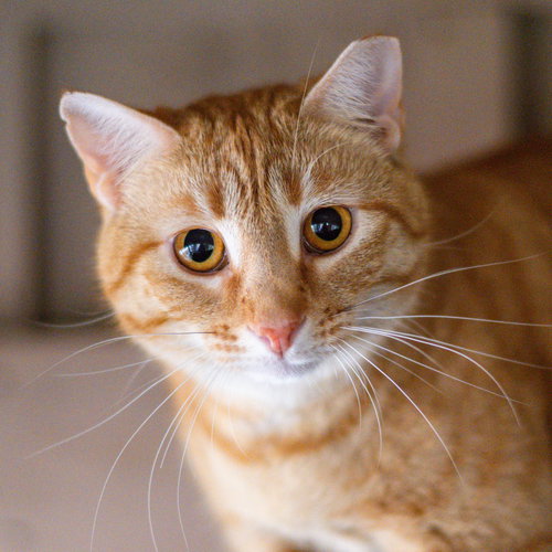 picture of the cat needing adoption