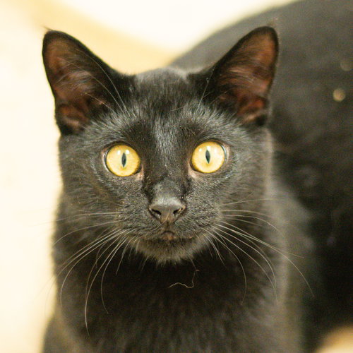 Gary, Young Domestic Short Hair (short coat), cat for adoption in Hilton Head Island, South Carolina