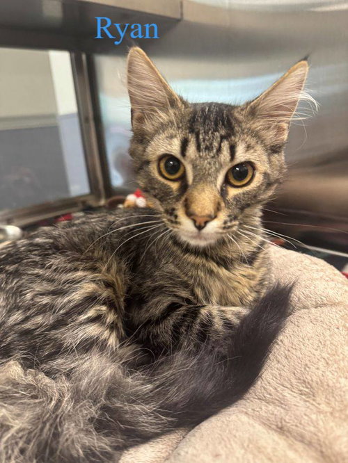 Ryan, an adoptable Domestic Short Hair in Hilton Head, SC