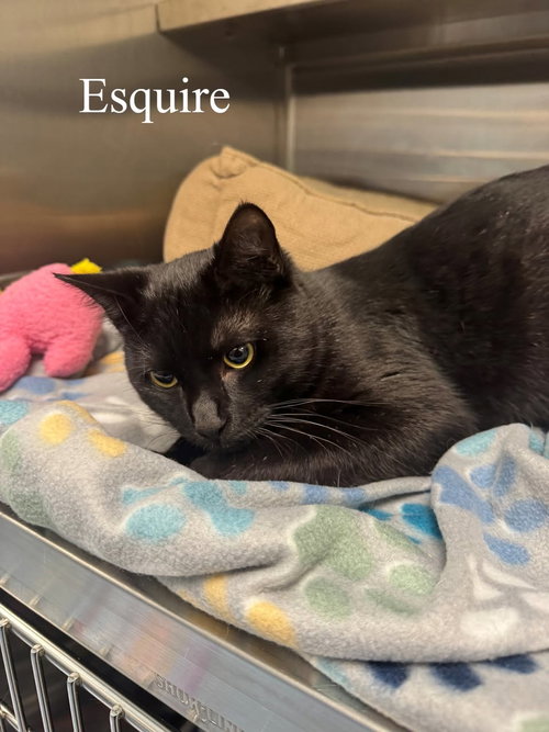 picture of the cat needing adoption
