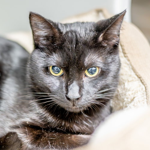 Esquire, Young Domestic Short Hair (short coat), cat for adoption in Hilton Head Island, South Carolina