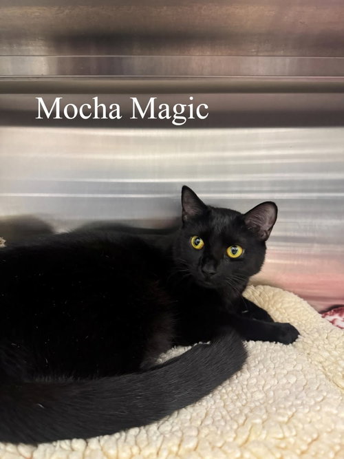 picture of the cat needing adoption