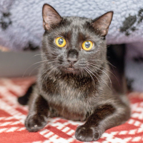 Mocha Magic, Adult Domestic Short Hair (short coat), cat for adoption in Hilton Head Island, South Carolina