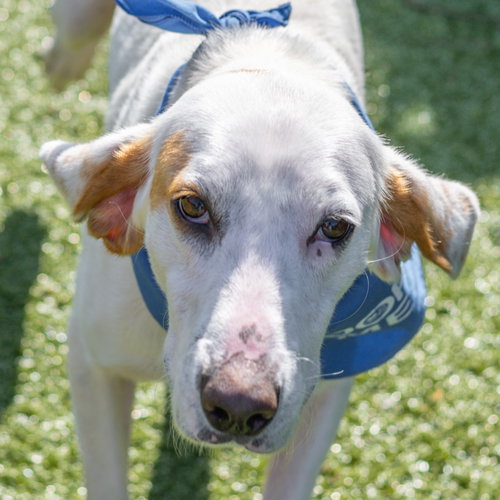 Donald, an adoptable Hound in Hilton Head, SC