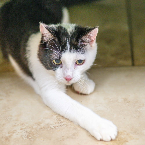 Roac, an adoptable Domestic Short Hair in Hilton Head, SC