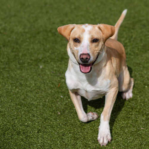 picture of the dog needing adoption