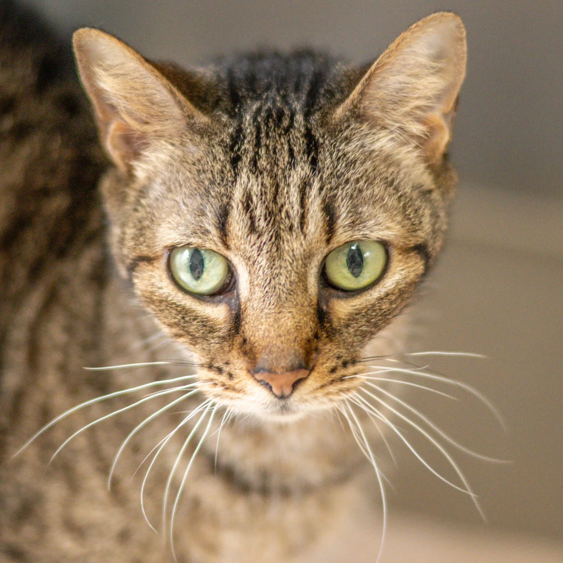 Skittles - Domestic Short Hair