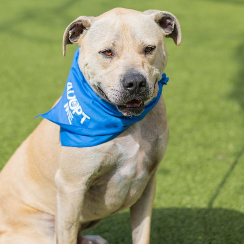 Marcel, an adoptable Labrador Retriever in Hilton Head, SC