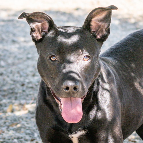 Winona, an adoptable Terrier in Hilton Head, SC