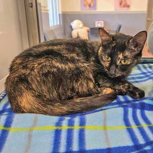 picture of the cat needing adoption