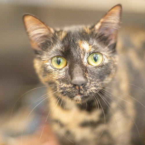 Saint Chapelle, Adult Domestic Short Hair (short coat), cat for adoption in Hilton Head Island, South Carolina