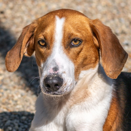 Buck, an adoptable Hound in Hilton Head, SC