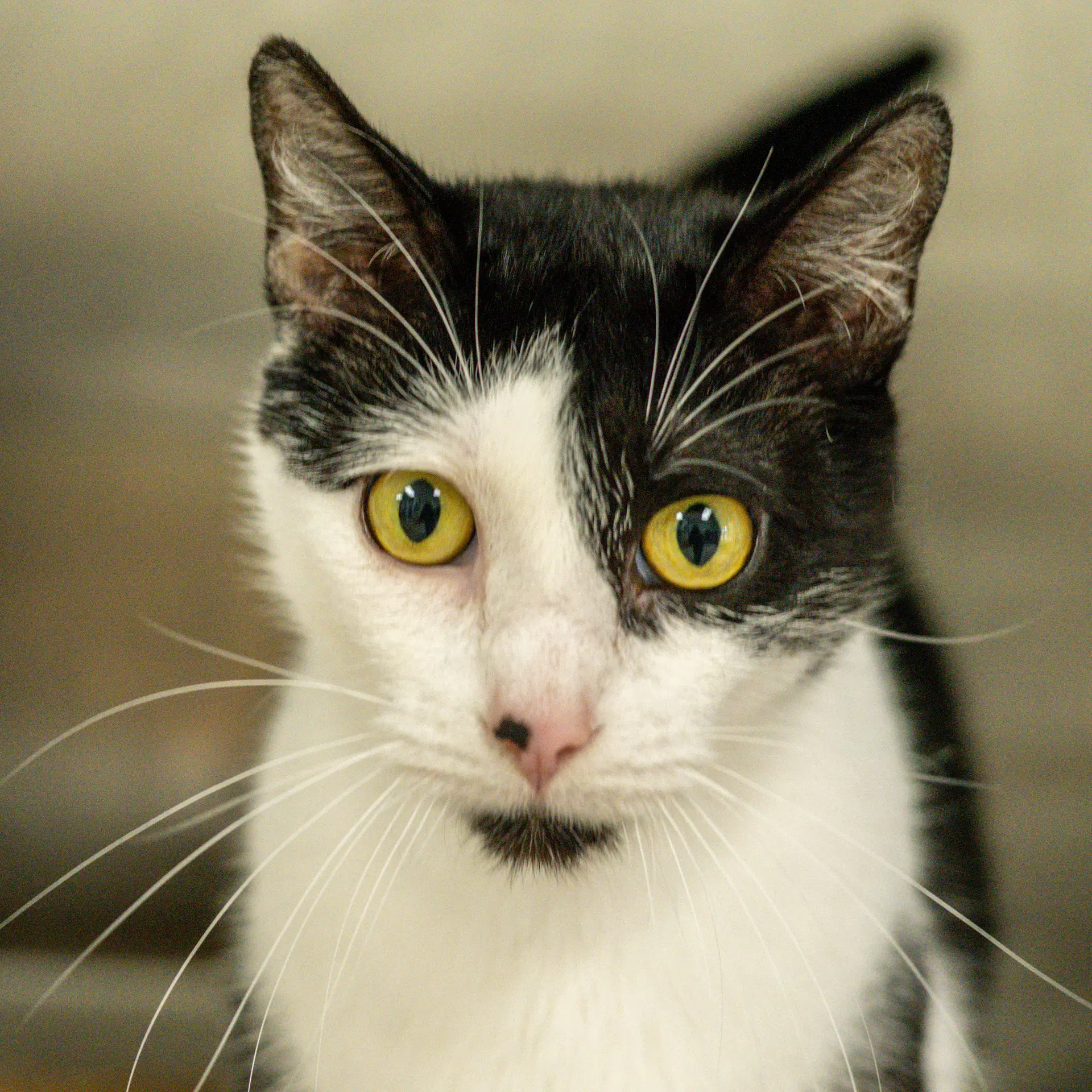 Dottie - Domestic Short Hair