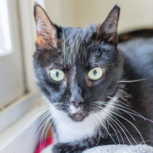 Bridgette, Senior Domestic Short Hair (medium coat), cat for adoption in Hilton Head Island, South Carolina