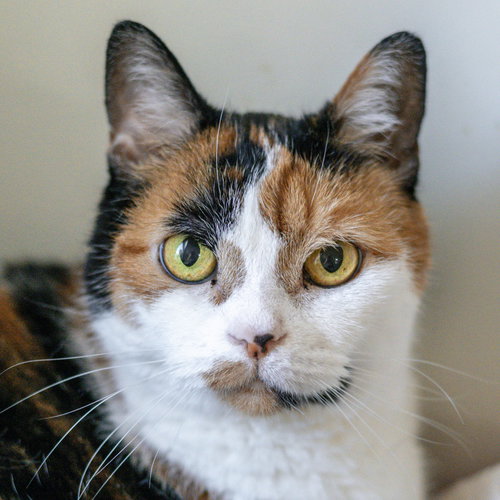 Sophie, Senior Domestic Short Hair (short coat), cat for adoption in Hilton Head Island, South Carolina