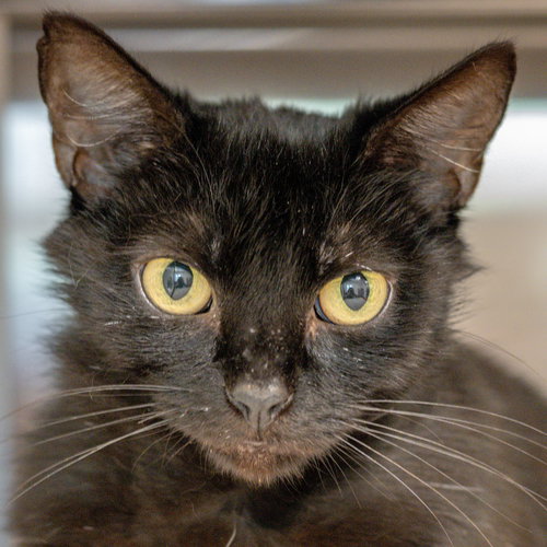 Pretzel, Adult Domestic Short Hair (short coat), cat for adoption in Hilton Head Island, South Carolina
