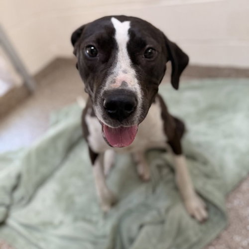 Juniper, an adoptable Terrier in Hilton Head, SC