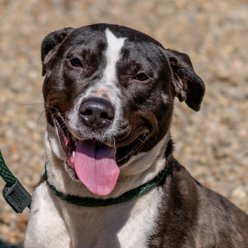 Juniper, an adoptable Terrier in Hilton Head, SC