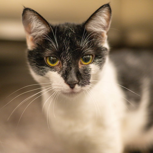 Reggae, Young Domestic Short Hair (short coat), cat for adoption in Hilton Head Island, South Carolina
