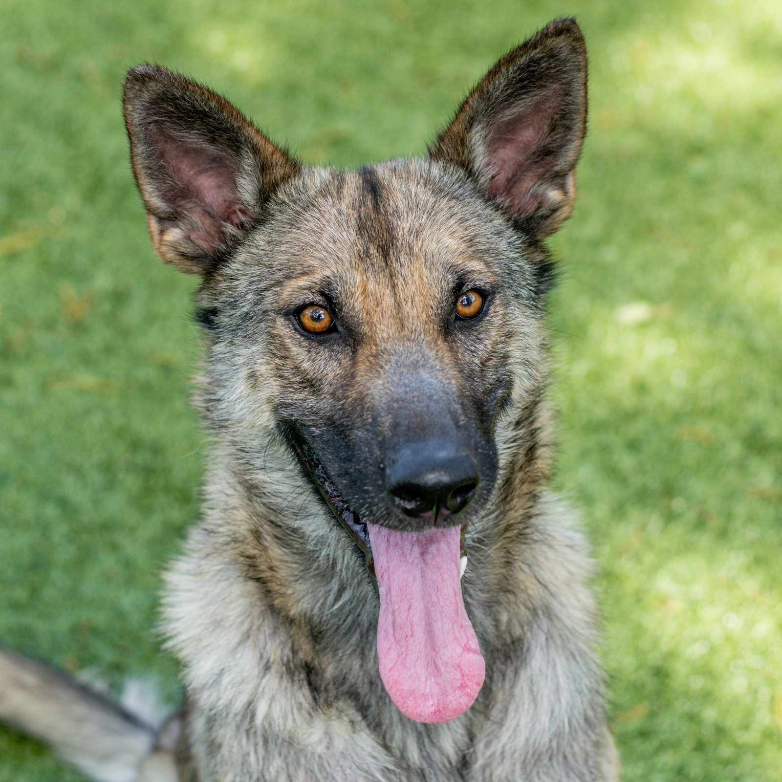 Maya