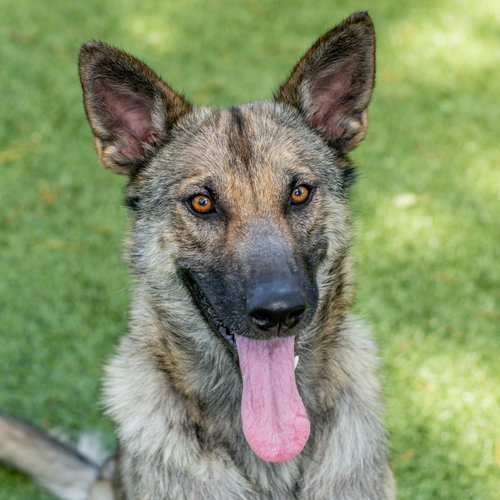 Maya, an adoptable Shepherd in Hilton Head, SC