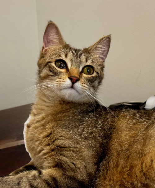 Scooter, Young Domestic Short Hair (short coat), cat for adoption in Hilton Head Island, South Carolina