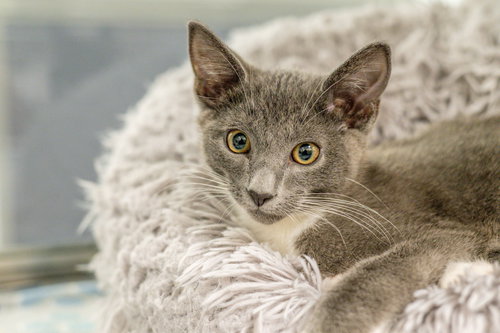 Moondrop, Baby Domestic Short Hair (short coat), cat for adoption in Hilton Head Island, South Carolina