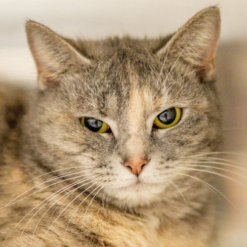 Clawdia, Adult Domestic Short Hair (short coat), cat for adoption in Hilton Head Island, South Carolina