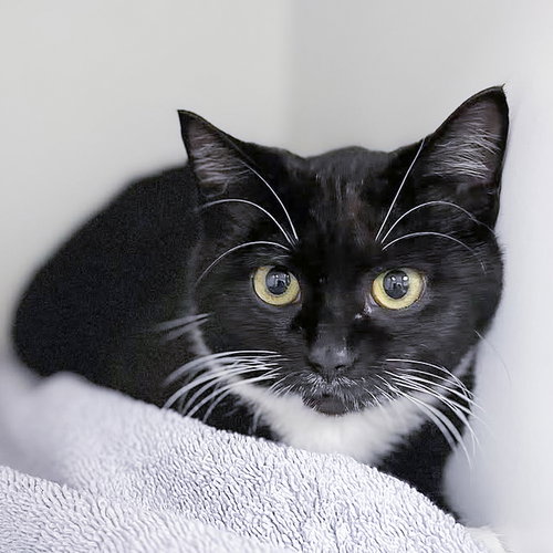 April, Baby Domestic Short Hair (short coat), cat for adoption in Hilton Head Island, South Carolina