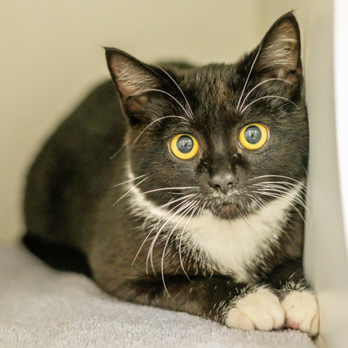April, an adoptable Domestic Short Hair in Hilton Head, SC