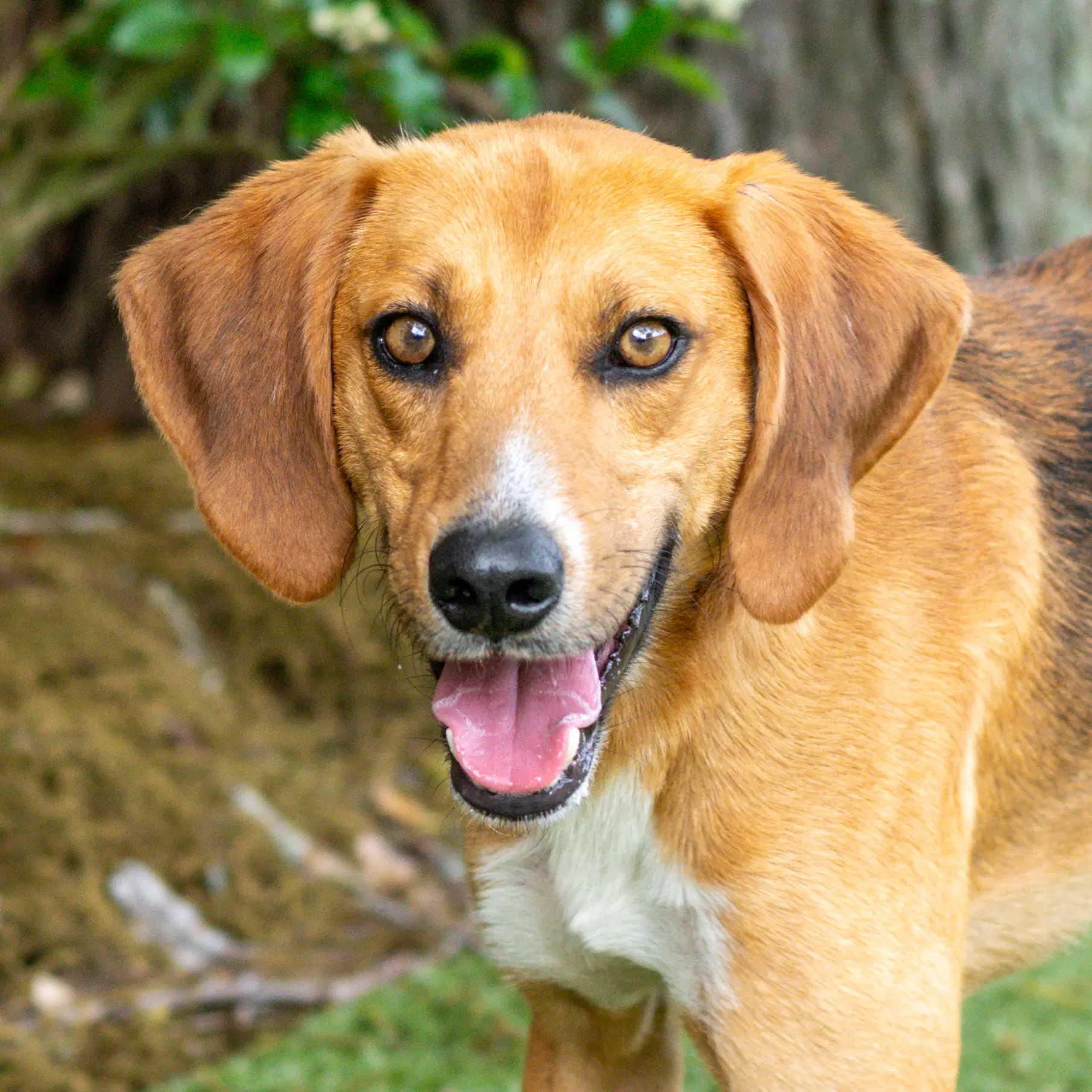 Brewster - Hound
