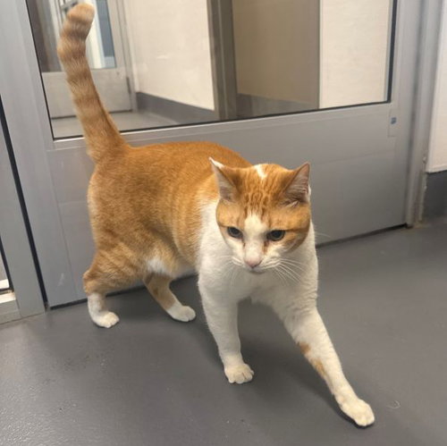 Tofu, Senior Domestic Short Hair (short coat), cat for adoption in Hilton Head Island, South Carolina