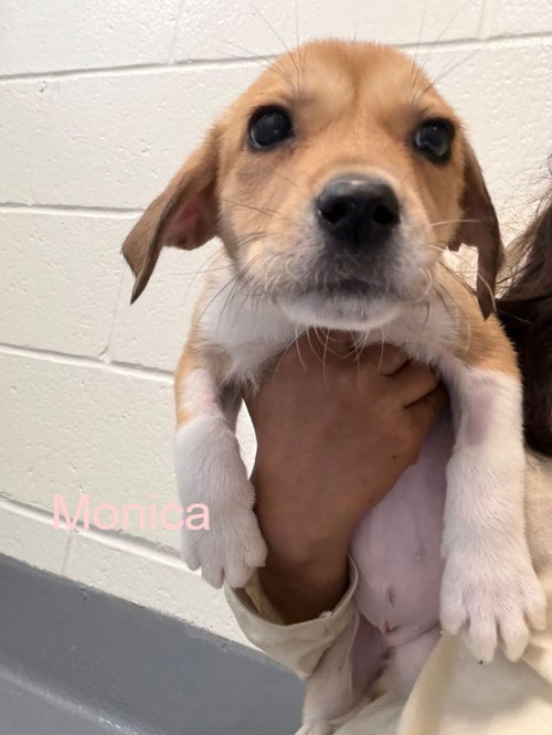 Monica, an adoptable Labrador Retriever in Hilton Head, SC