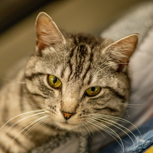 Ragnar, Adult Domestic Short Hair (short coat), cat for adoption in Hilton Head Island, South Carolina