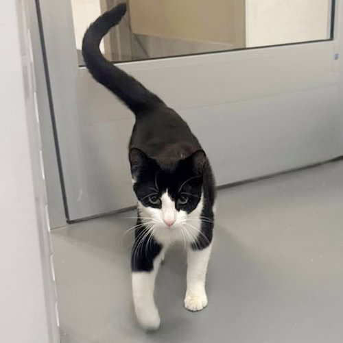 Purrcival, Adult Domestic Short Hair (short coat), cat for adoption in Hilton Head Island, South Carolina