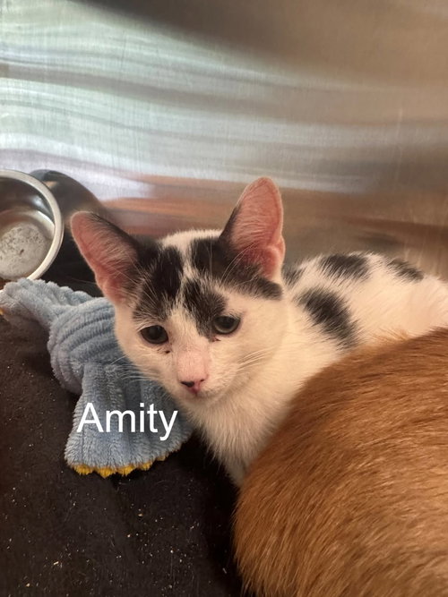 Amity, Baby Domestic Short Hair (short coat), cat for adoption in Hilton Head Island, South Carolina