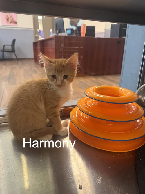 Harmony, Baby Domestic Short Hair (short coat), cat for adoption in Hilton Head Island, South Carolina