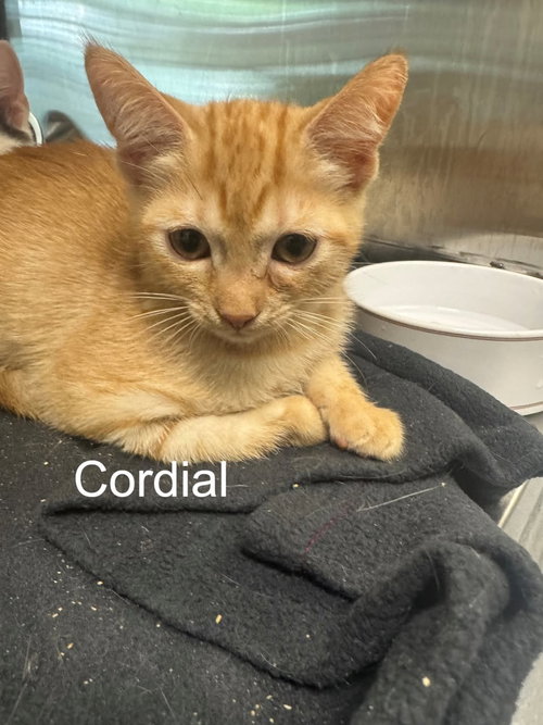 Cordial, Baby Domestic Short Hair (short coat), cat for adoption in Hilton Head Island, South Carolina