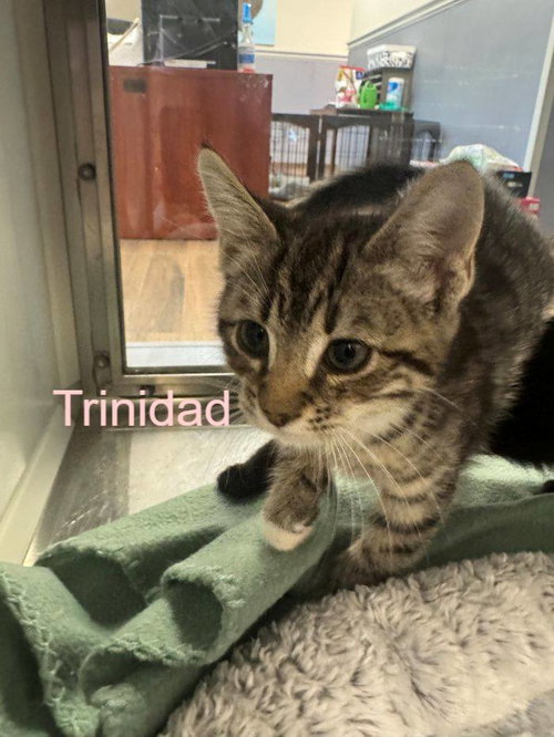 Trinidad, an adoptable Domestic Short Hair in Hilton Head, SC