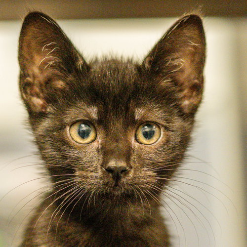 CAROLINA - Domestic Short Hair available for adoption