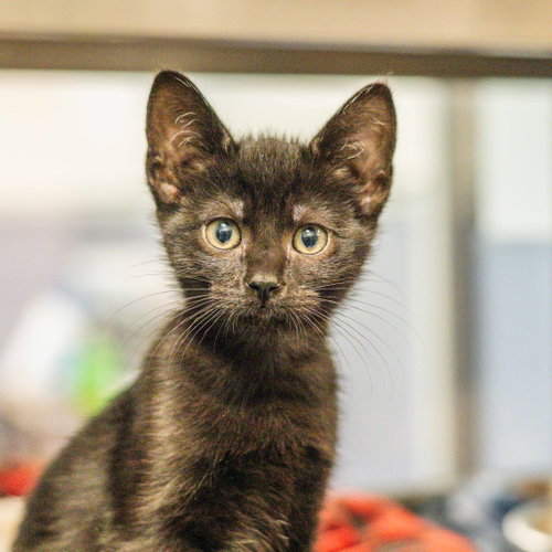 CAROLINA - Domestic Short Hair available for adoption