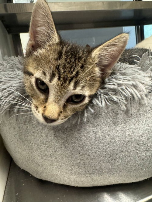 Rigatoni, an adoptable Domestic Short Hair in Hilton Head, SC
