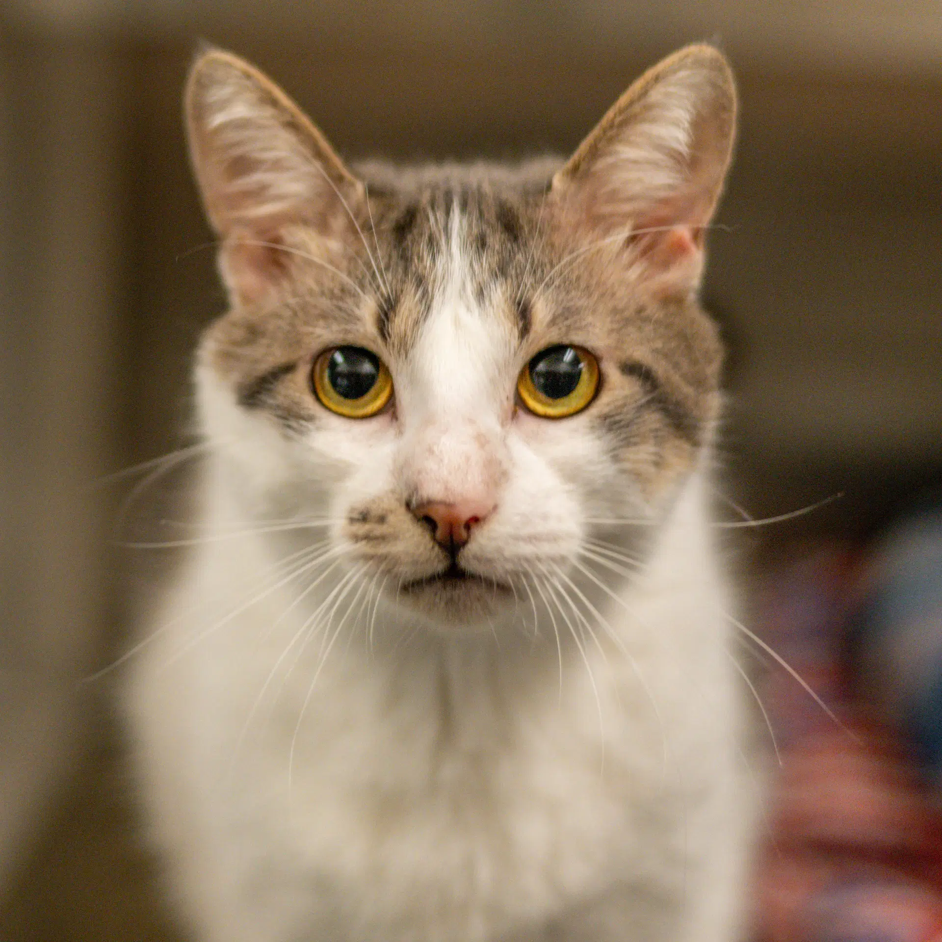 Oliver - Domestic Short Hair