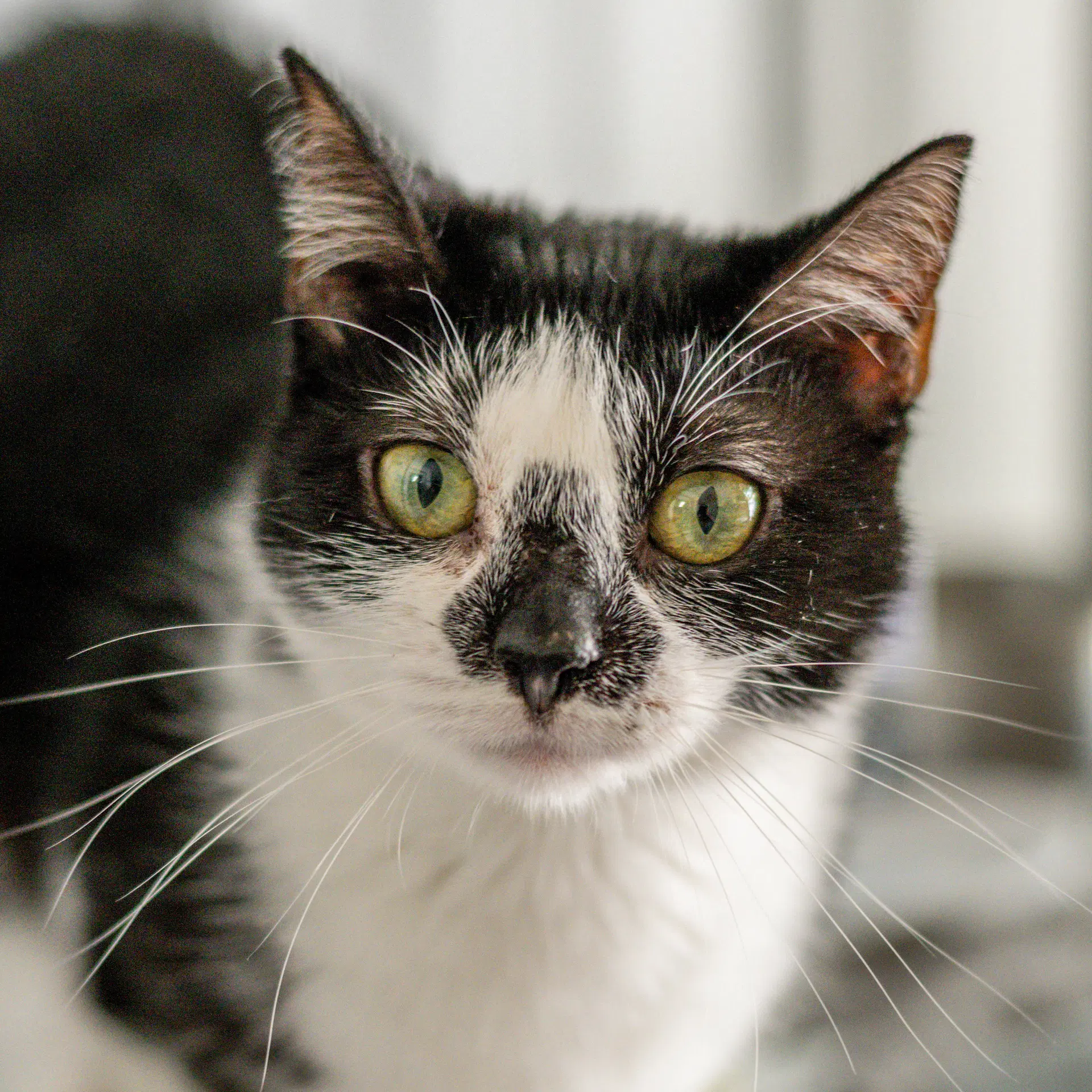 Hermione - Domestic Short Hair