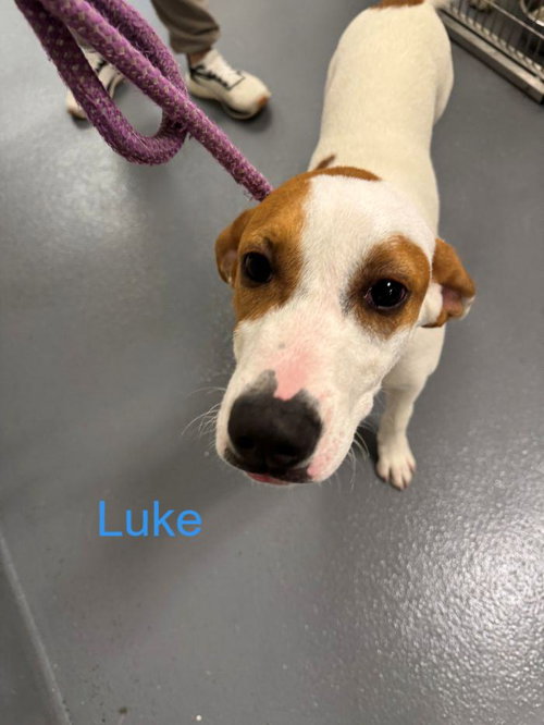Luke, an adoptable Hound in Hilton Head, SC