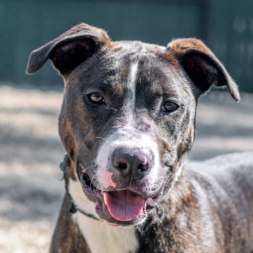 Grumpy, an adoptable Labrador Retriever in Hilton Head, SC